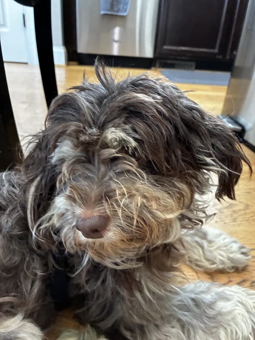 Shaggy grey and white dog with a long ungroomed coat before its groom